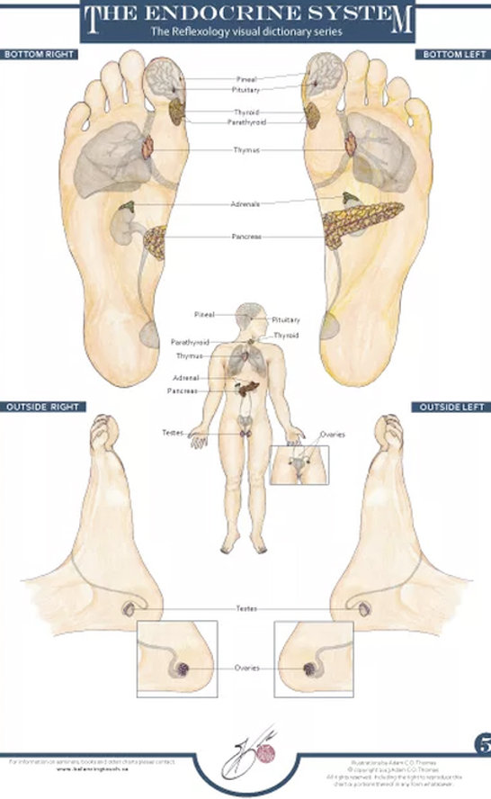 Menopause Reflexology